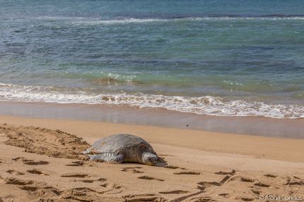 Nohonani Condos and Resort Condo 205 − 2 Bedroom Beachfront Condo, Maui ...